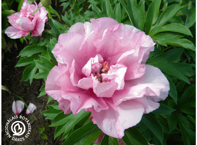Paeonia   'First Arrival'